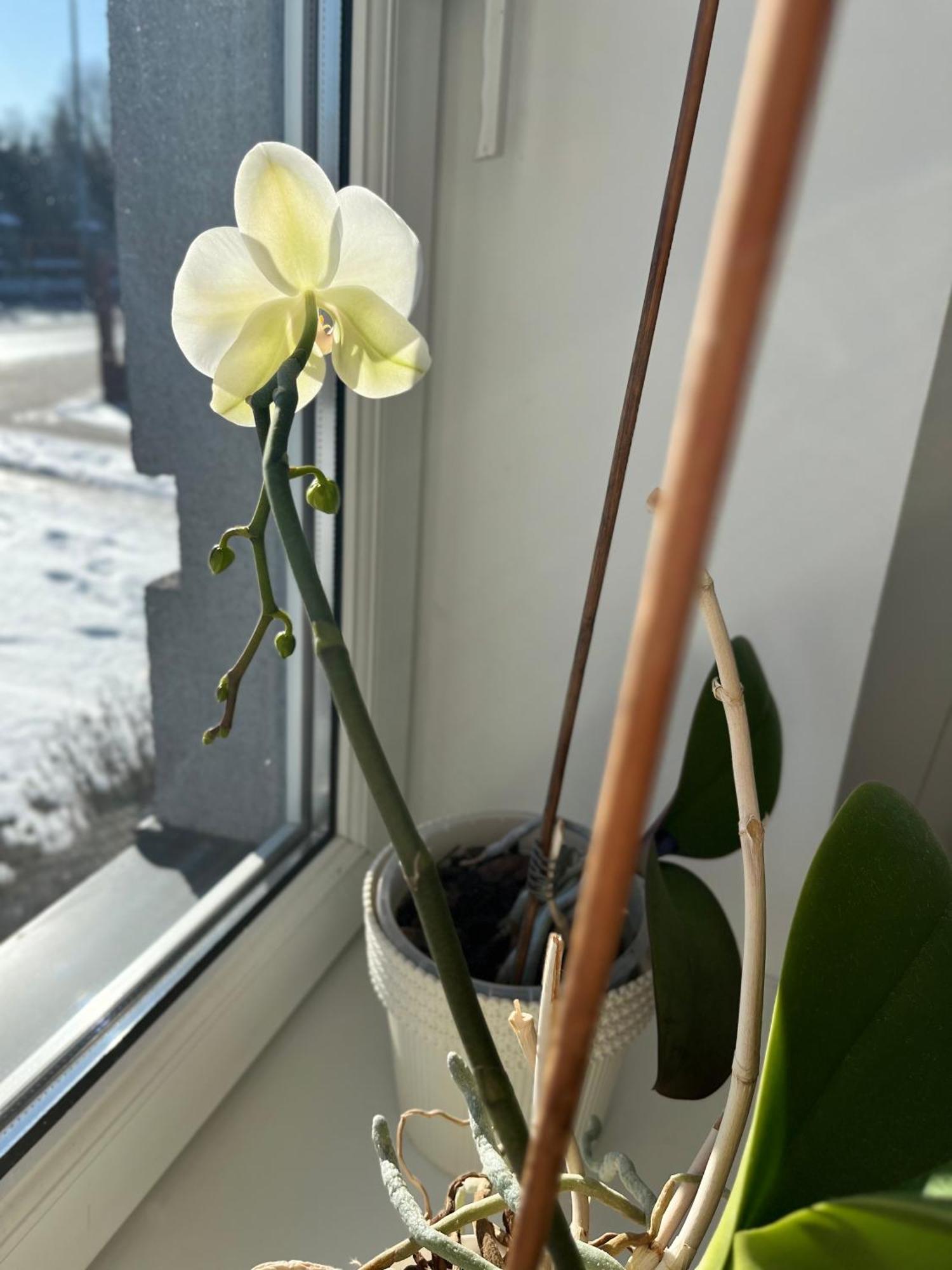Apartament Numer 1, Dwie Sypialnie Dwa Lozka 오지시 외부 사진